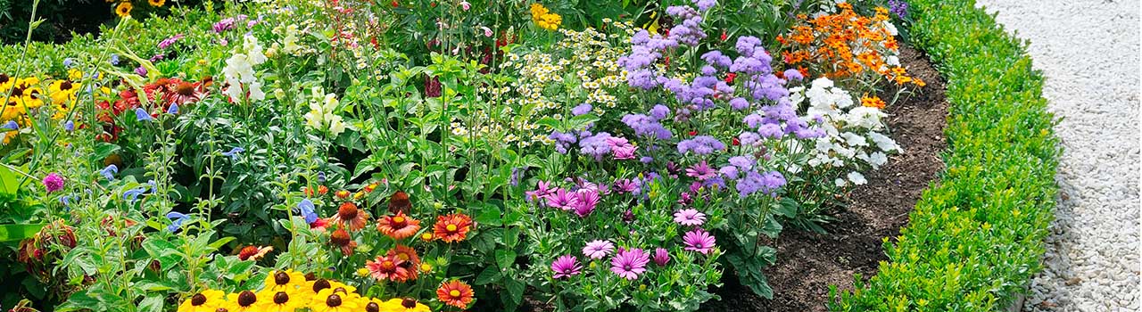 Recommended Perennial and Bedding Plants