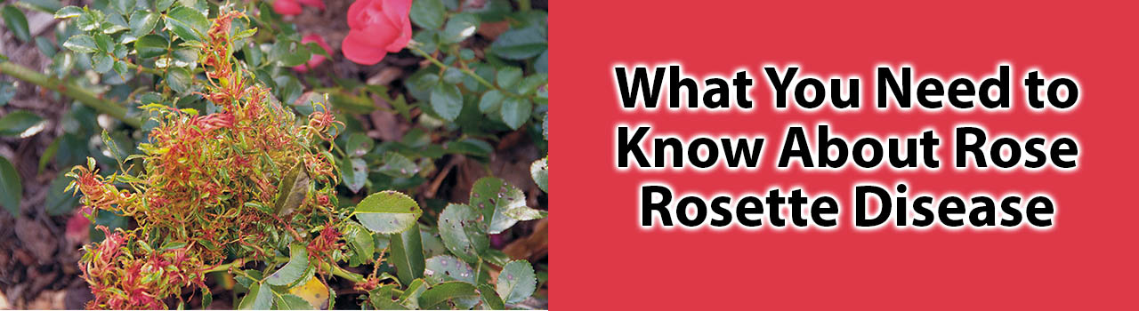 What You Need to Know About Rose Rosette Disease Smith's Gardentown